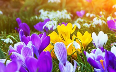 Buchpräsentation für alle Gartenliebhaber